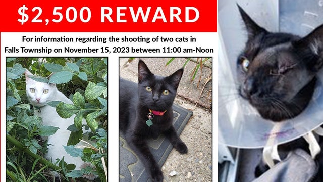 1 cat dead, another injured after being shot in Bucks County; SPCA offers $2,500 reward