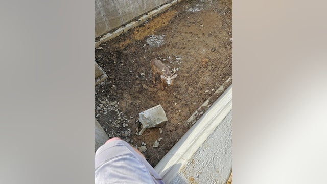 Oh deer! 'Big buck' rescued from basement of construction site in Roxborough