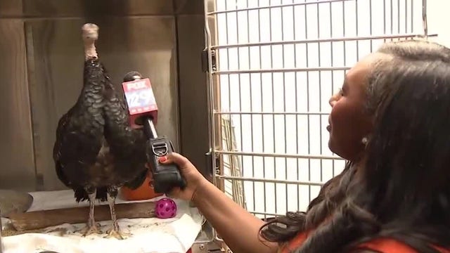 Turkey found at playground spends Thanksgiving in Schuylkill Center wildlife clinic