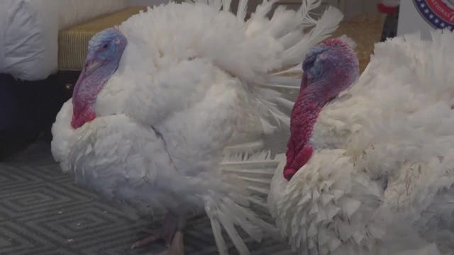 2 Minnesota turkeys pardoned by President Joe Biden in annual Thanksgiving tradition