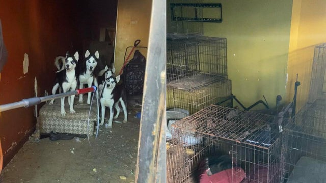 Husky puppies, mom rescued from horrifying abandoned house in Philadelphia