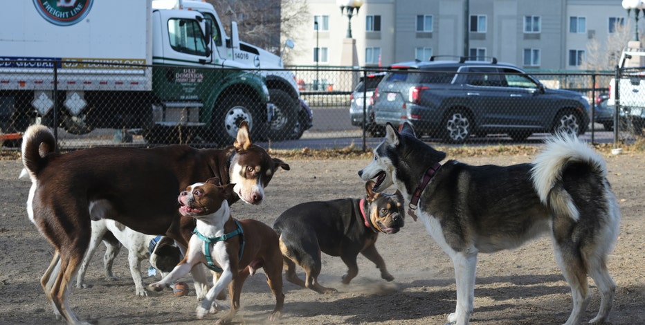 Experts recommend isolating dogs amid respiratory 'mystery illness'