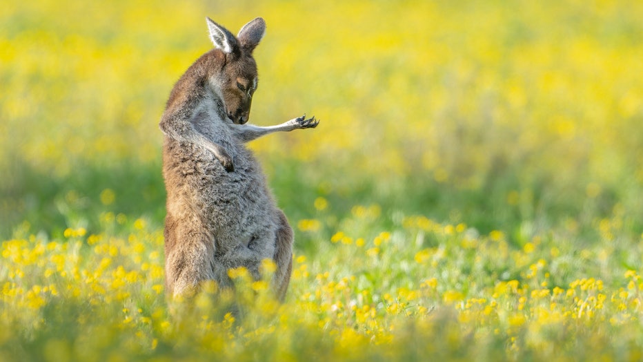 1.-OVER-ALL-WINNER-CREATURES-OF-THE-LAND-WINNER_Jason-Moore_Air-Guitar-Roo.jpg