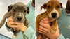 Abandoned basket of puppies found after New Jersey woman heard crying in woods