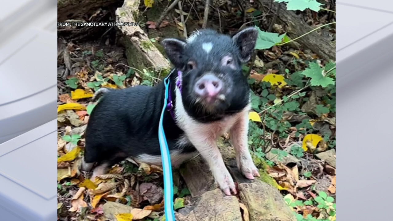 Snoop Hogg' the pig saved from streets of Philadelphia; ready for