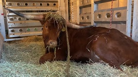 Ricardo the bull, captured after roaming Newark Penn Station tracks, gives 'interview' from animal sanctuary