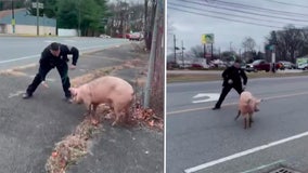 Watch: Officers wrangle loose pig near busy New Jersey road