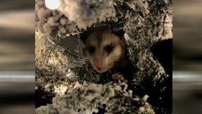 Video: Sneezes from Christmas tree lead woman to hidden possum