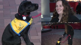 Meet future service dog Cyprus, training with Temple University grad student around campus