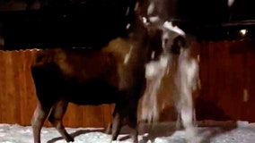 Watch: Moose deadpans to camera after getting pied in the face with snow