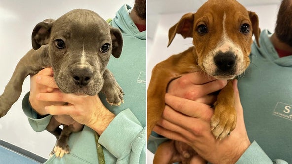 Abandoned basket of puppies found after New Jersey woman heard crying in woods