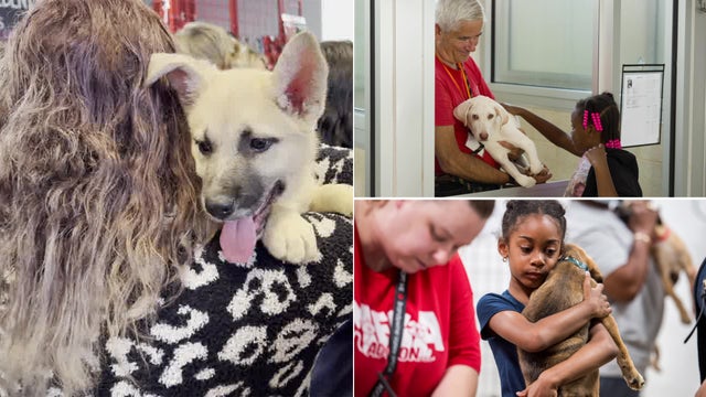 Best day ever! More than 1,000 pets find fur-ever homes thanks to local shelters