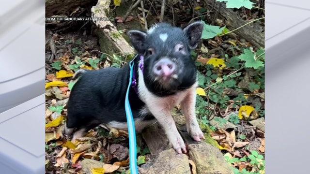 'Snoop Hogg' the pig saved from streets of Philadelphia; ready for forever home
