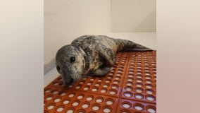 Baby seal found stranded in middle of road in Jersey Shore town