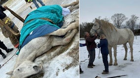 'George' the horse rescued after falling through icy pond on South Jersey farm