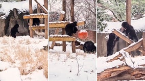 Watch: Bear cubs play in first snowfall in nearly 2 years at Philadelphia Zoo