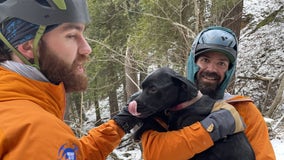 Dog miraculously rescued after surviving 60-foot cliff fall