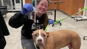 Dogs can help save life of another pet by becoming blood donor in Philadelphia
