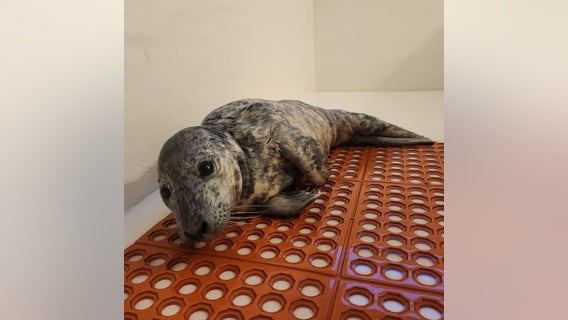 Baby seal found stranded in middle of road in Jersey Shore town