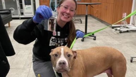 Dogs can help save life of another pet by becoming blood donor in Philadelphia