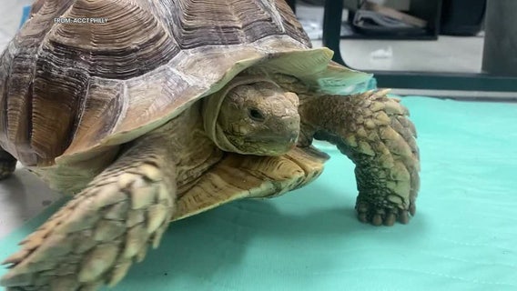Abandoned tortoises found in Philadelphia alley as shelter warns exotic pet owners