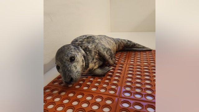 Baby seal found stranded in middle of road in Jersey Shore town