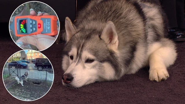 Hero Husky credited with sniffing out dangerous gas leak under Philadelphia home