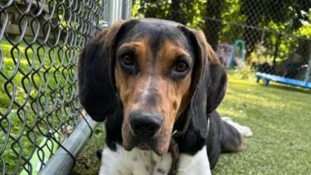 'Beloved' animal shelter dog found dead in Delaware County: 'Justice for Denali!'