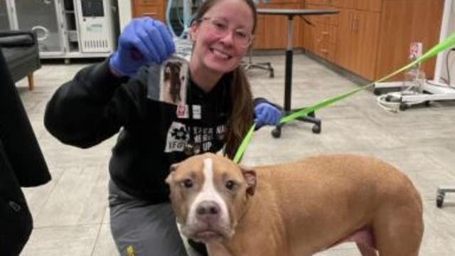 Dogs can help save life of another pet by becoming blood donor in Philadelphia