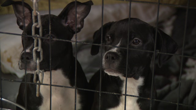 Adoptable pets to be put down due to lack of space in popular Philadelphia animal shelter