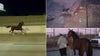 Video: Horse on I-95 captured after galloping alongside drivers in Philadelphia