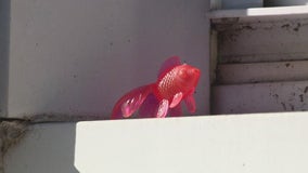 Fishy in Fishtown creates joy as residents search for colorful hidden fish
