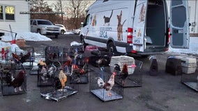 Dozens of animals rescued from cockfighting ring held in Bucks County garage