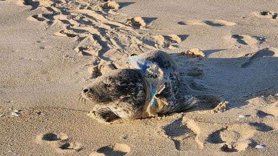 Baby seal with plastic wrapped around its neck rescued on Jersey Shore beach