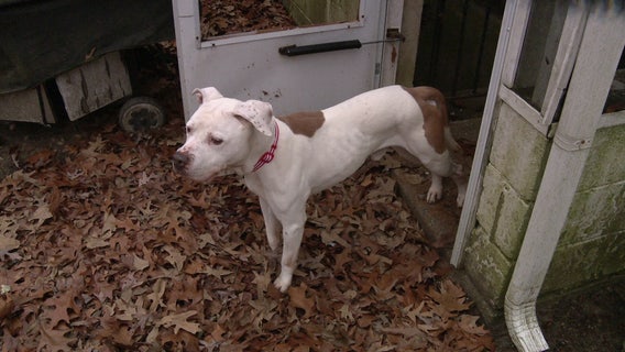 Dog who stayed in shelter longer than any other pup adopted in sweet Super Bowl Sunday story