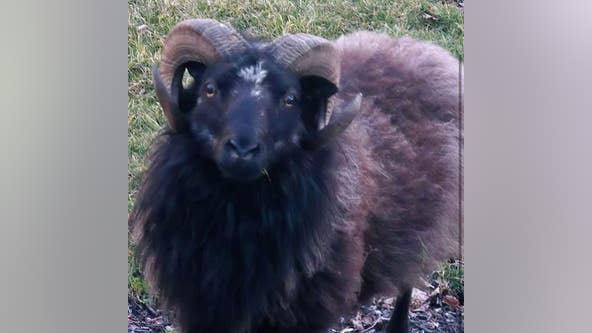 Ram on the loose in Mount Laurel; police looking to identify its owner
