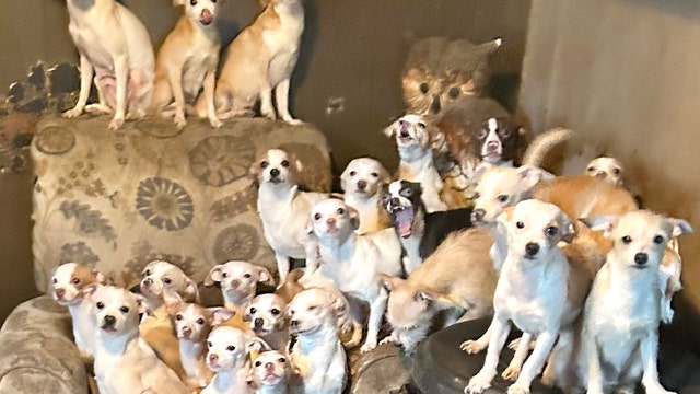 Over 70 animals found living in squalor in Delaware mobile home: officials