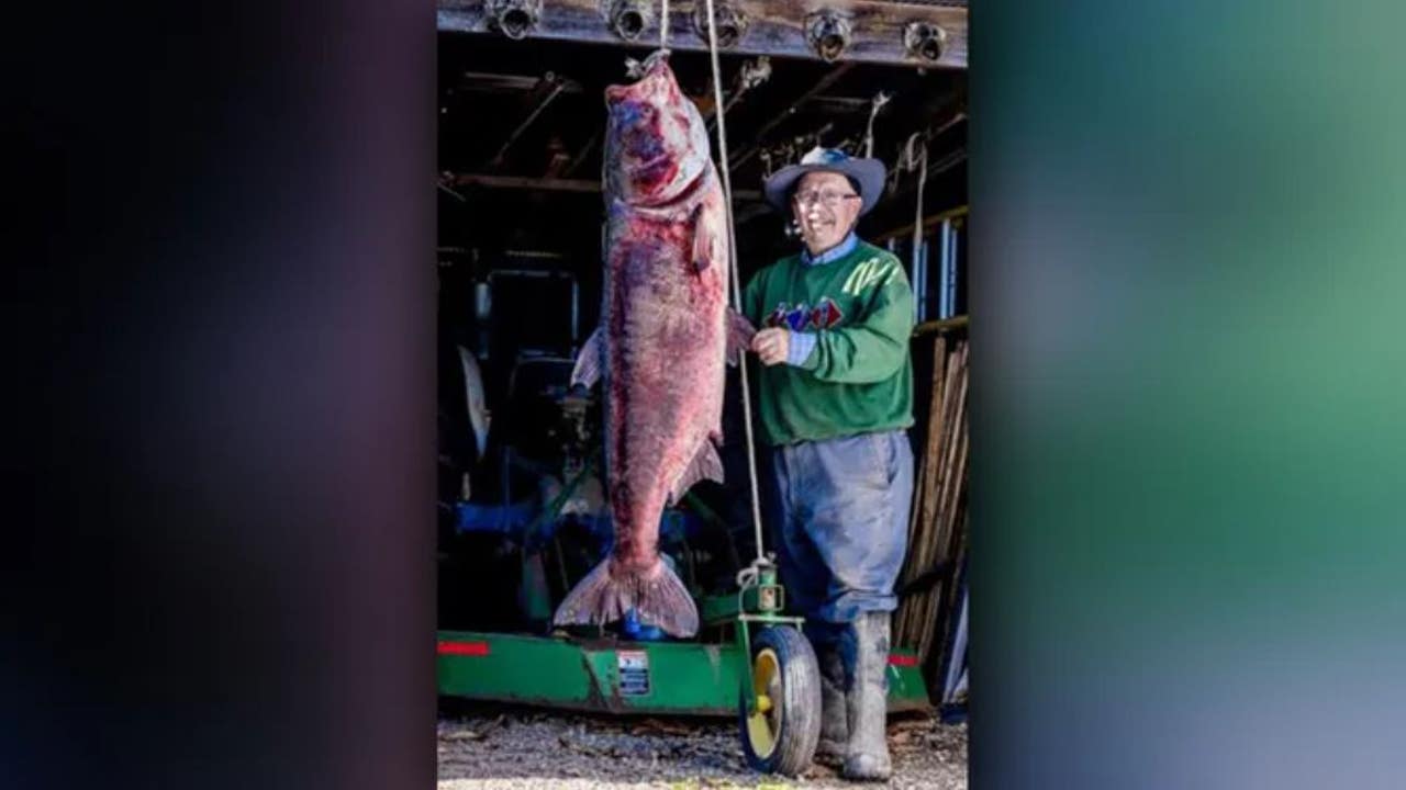 Fisherman may break records after capturing 'monster' 283-pound beast, US, News