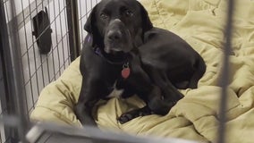 Free dog adoptions over 40 pounds, as ACCT Philly puts out word shelters are full