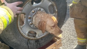 Firefighters in New Jersey free curious dog that got head stuck in rim