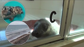 High number stranded seals on New Jersey beaches has wildlife rescue near capacity