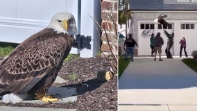 Must watch: Bald eagle rescued outside home in Ocean City