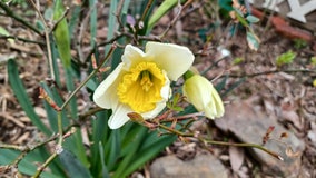 Sneezing a lot? Blame budding trees, blooming flowers, warm weather