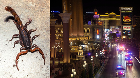 California man allegedly stung in testicles by scorpion at popular Las Vegas Strip resort