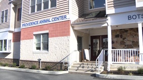 Doggie sleepover program helps couple fall in love with their newly adopted dog