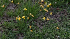 First day of spring in Philadelphia kicks off with unseasonably blustery weather