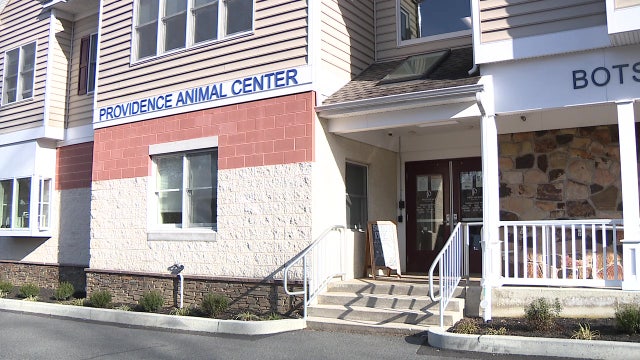 Doggie sleepover program helps couple fall in love with their newly adopted dog