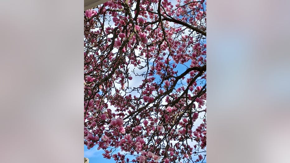 Sneezing a lot? Blame budding trees, blooming flowers, warm weather