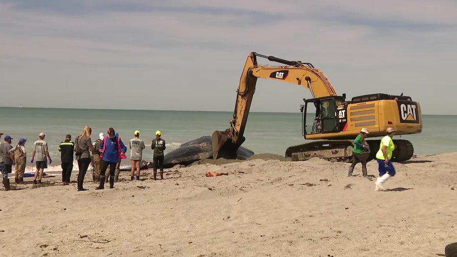 After the necropsy, the whale will be taken about 10-15 miles offshore.