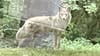 1 coyote caught, 1 more possibly in area after dog snatched in Delaware County